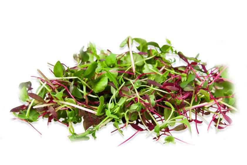 Retek mix mikrozöld