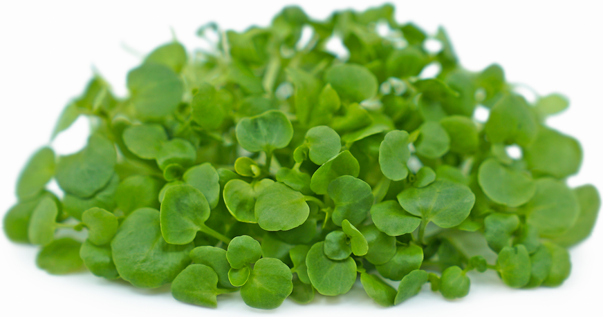 Watercress microgreens
