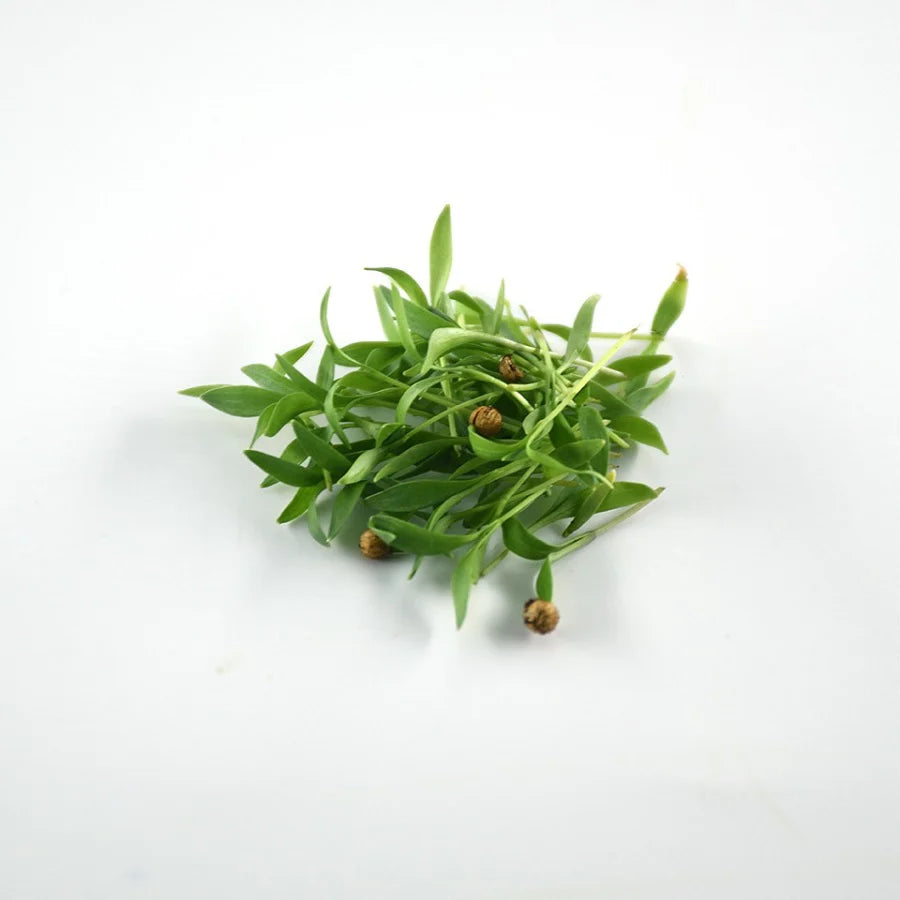 Coriander microgreens