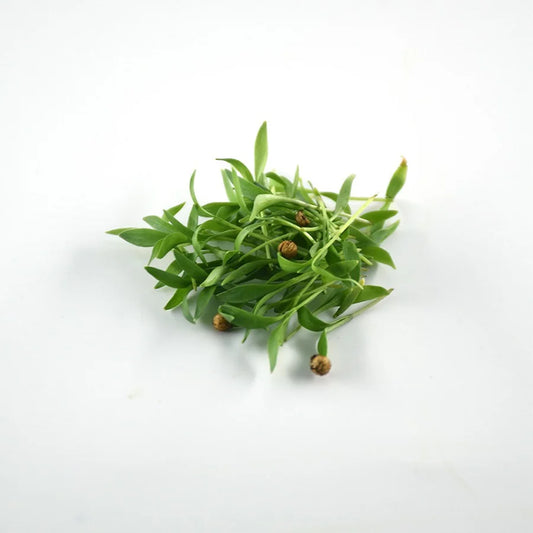 Coriander microgreens