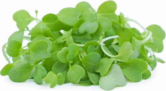 Mizuna microgreens