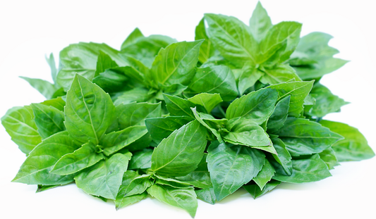 Basil-Genoa microgreens