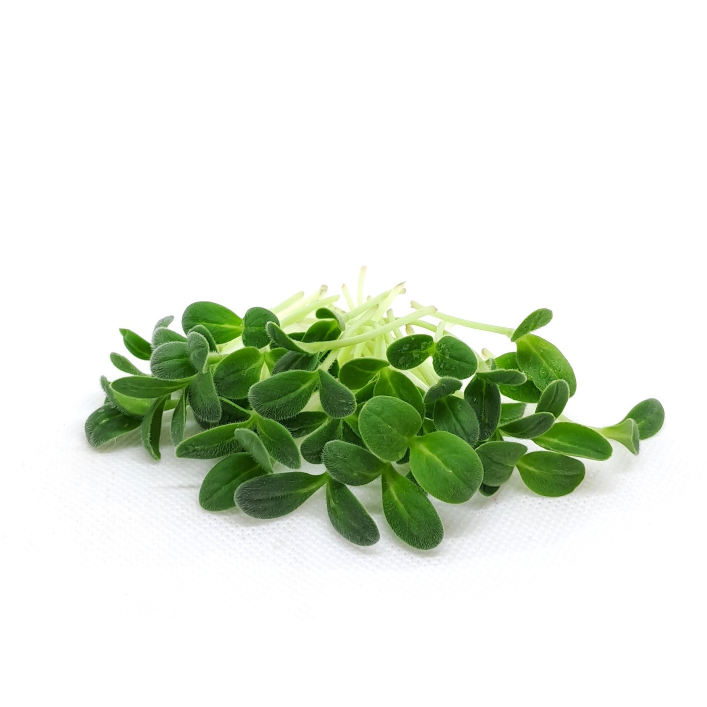 Borretsch-Microgreens