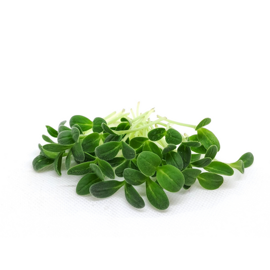 Borage microgreens