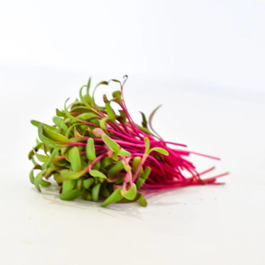 Beetroot microgreens