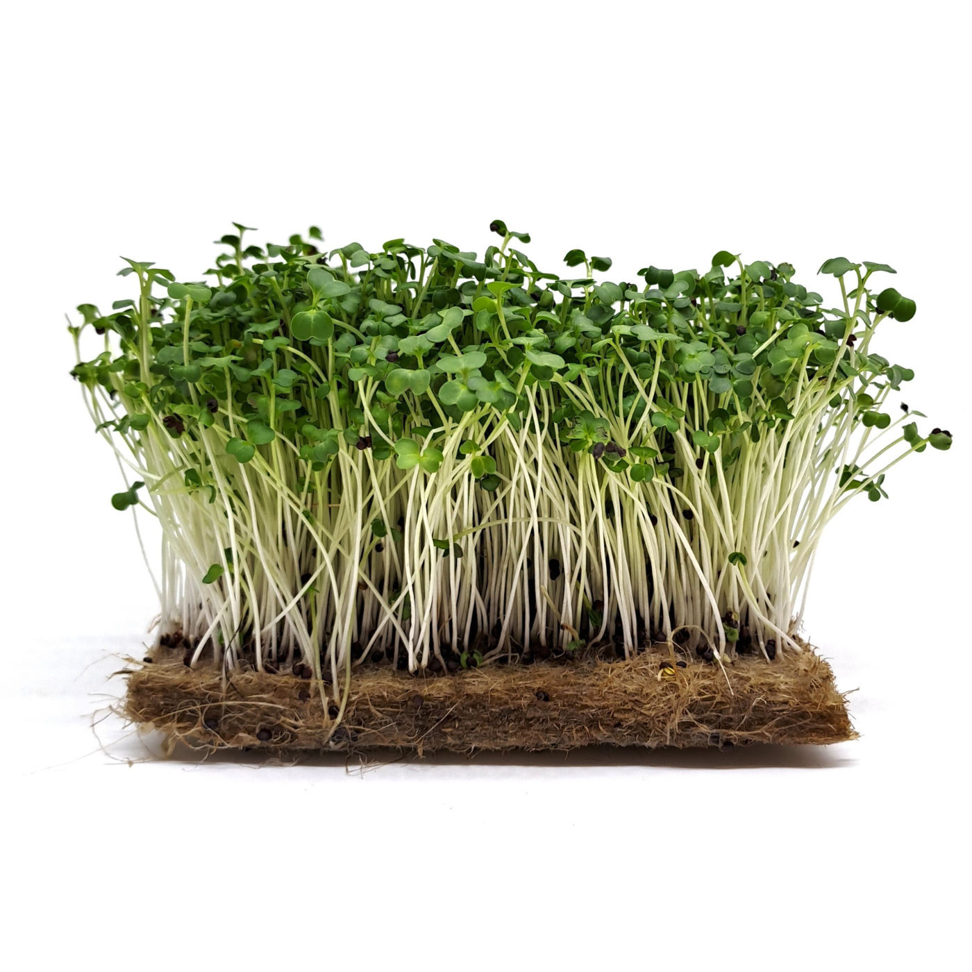 Mustard-Frisée microgreens