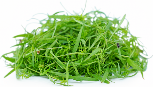 Dill microgreens