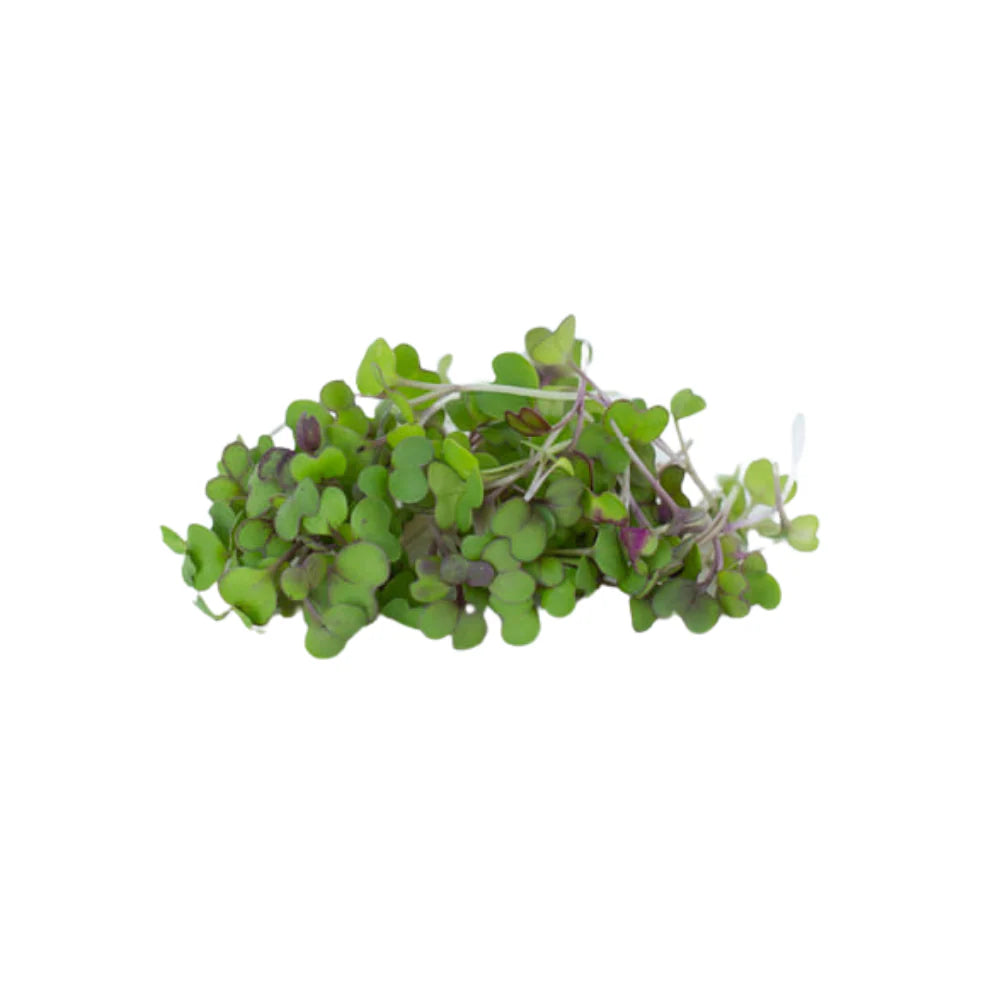 Komatsuna microgreens
