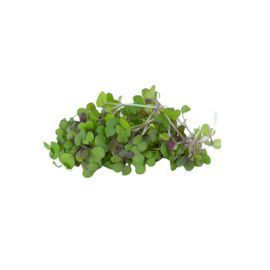 Komatsuna microgreens