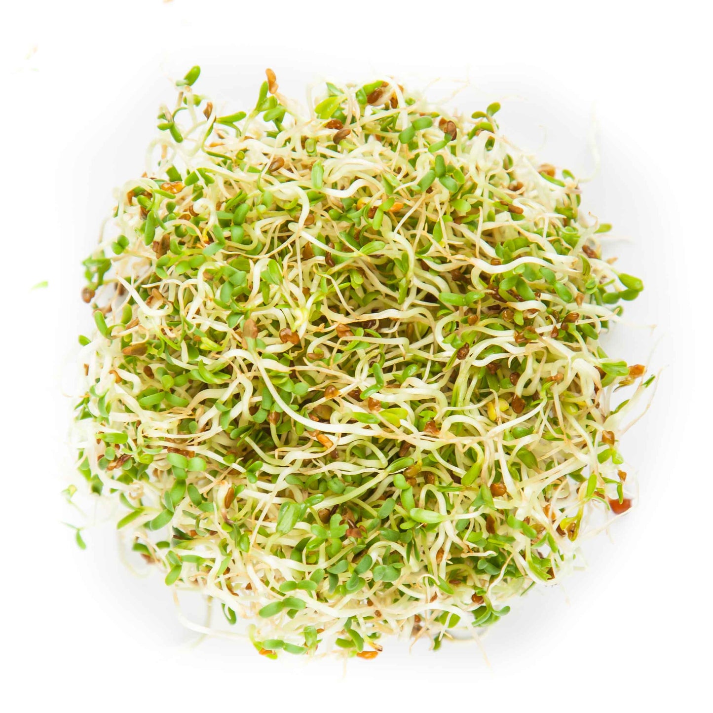 Alfalfa microgreens