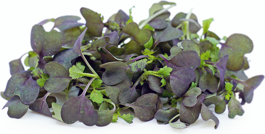 Mustard-Frisée microgreens