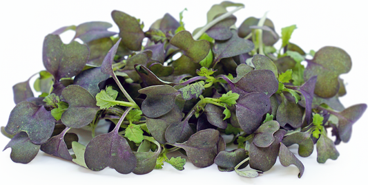 Mustard-Frisée microgreens
