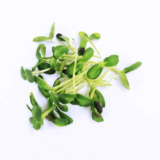 Sunflower microgreens