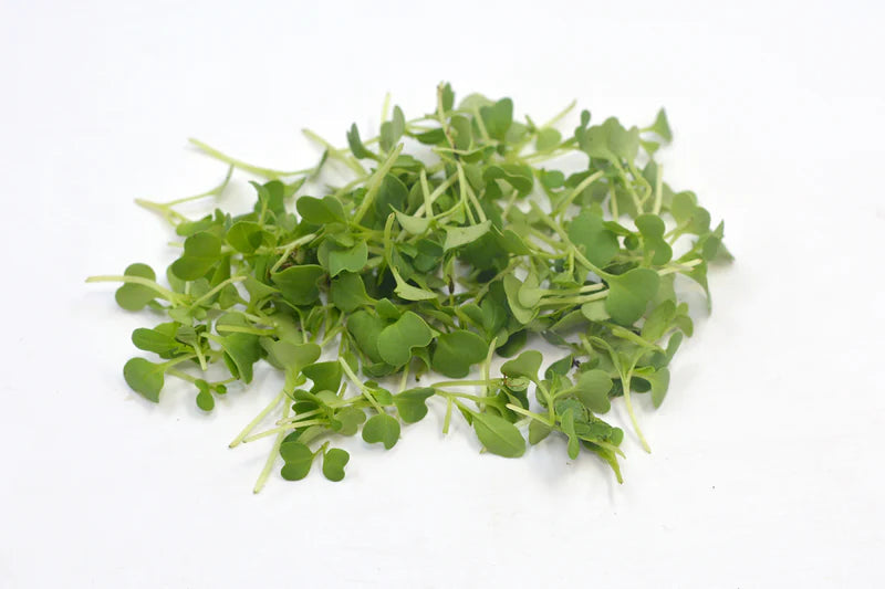 Pak choi microgreens