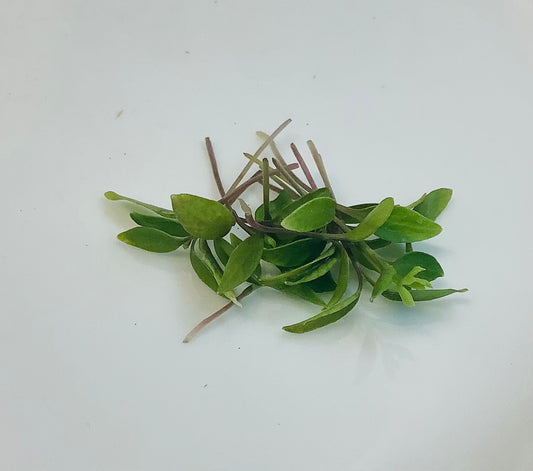 Parsley microgreens