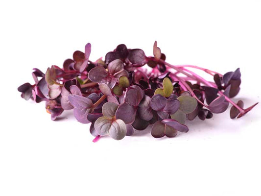 Radish-purple microgreens