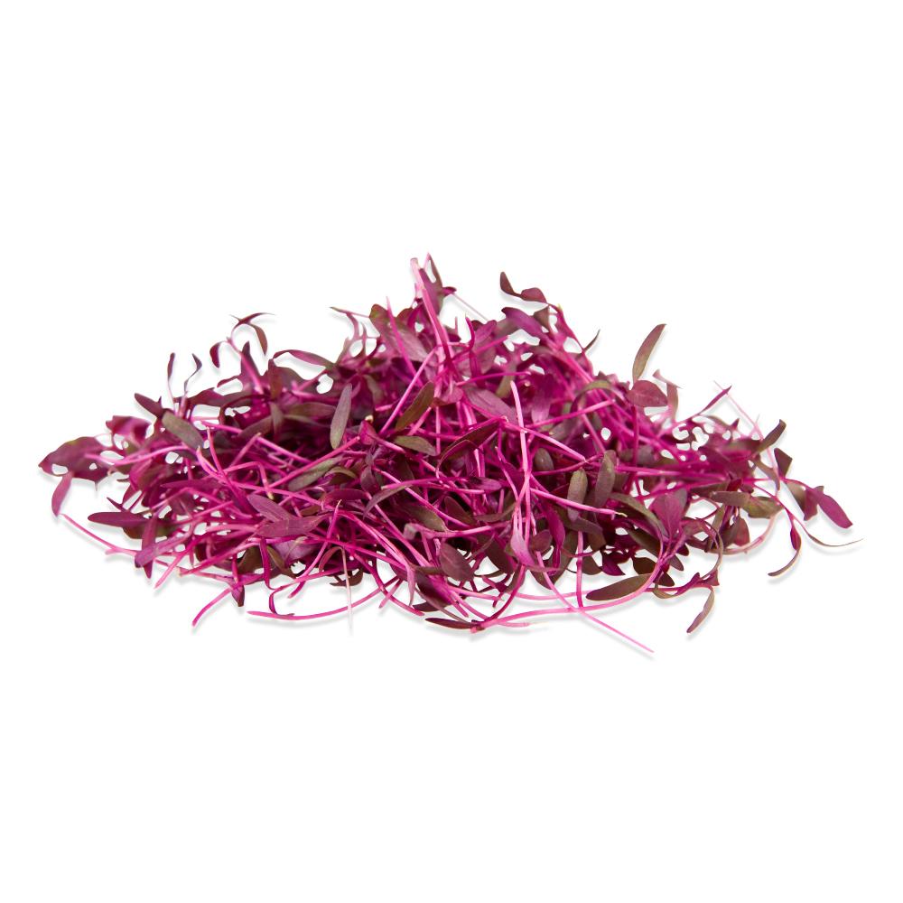 Amaranth microgreens