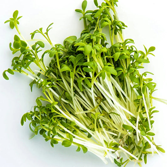 Watercress microgreens